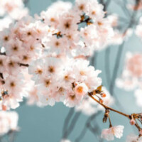 emtion,stress peur, burn out, fleurs de Bach